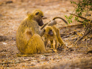 Botswana Baboon Mother And Child Wallpaper