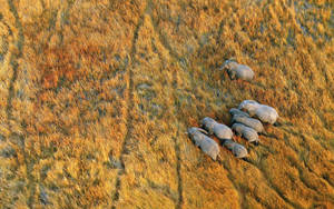 Botswana Bird's Eye View Elephants Wallpaper