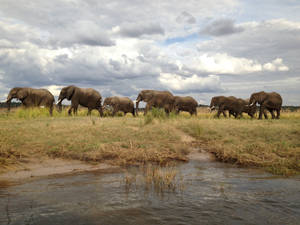 Botswana Elephant Herd Wallpaper