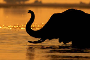 Botswana Elephant Trunk Silhouette Wallpaper