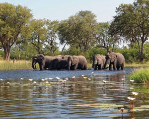 Botswana Elephants At Water Wallpaper