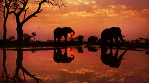 Botswana Elephants Dusk Silhouette Wallpaper