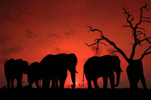 Botswana Elephants Red Sunset Wallpaper