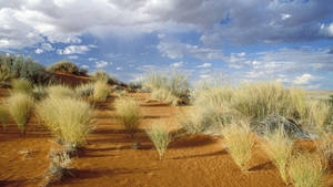Botswana Grasses On Dunes Wallpaper