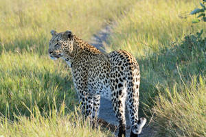Botswana Leopard Hunting Wallpaper