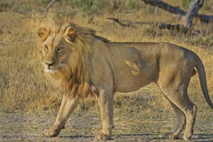 Botswana Lion Hunt Wallpaper