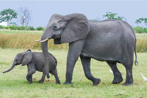 Botswana Mother And Baby Elephant Wallpaper
