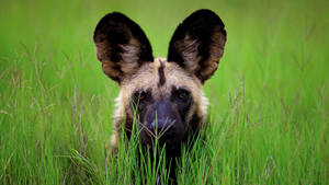 Botswana Peeking Wild Dog Wallpaper