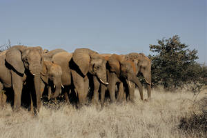 Botswana Savanna Elephants Wallpaper