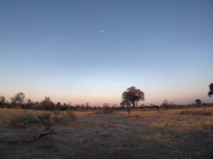 Botswana Savanna Soft Sunset Wallpaper