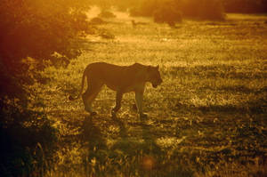 Botswana Sunlight Lioness Wallpaper