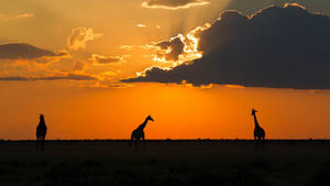 Botswana Sunset Giraffes Wallpaper