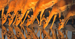 Botswana Thirsty Impalas Wallpaper