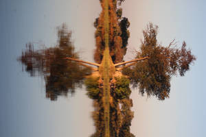 Botswana Tree Reflection Wallpaper