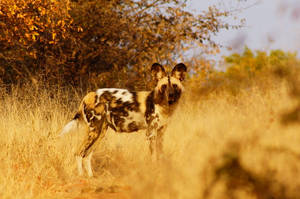 Botswana Wild Dog Wallpaper
