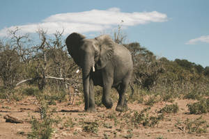 Botswana Wildlife Elephant Wallpaper