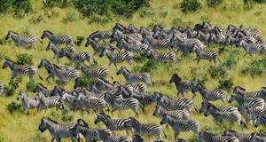 Botswana Zebra Migration Wallpaper