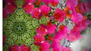 Bougainvillea And Succulents Wallpaper