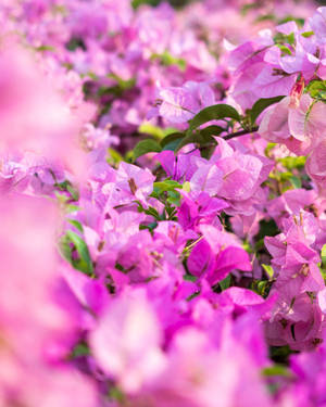Bougainvillea Flower Android Wallpaper
