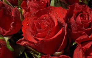 Bouquet Of Crimson Red Rose Flowers Wallpaper