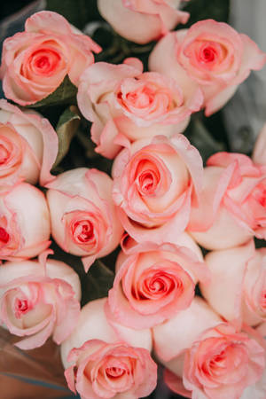 Bouquet Of Pink Roses Wallpaper