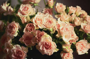 Bouquet Of Sharp Roses Wallpaper