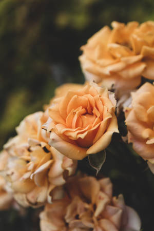 Bouquet Yellow Rose Hd Wallpaper