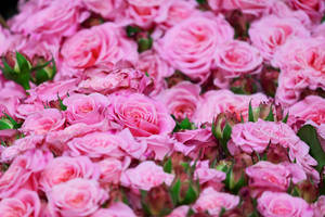 Bouquets Of Pink Color Roses Wallpaper