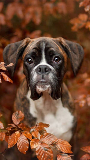 Boxer Dog Orange Leaves Wallpaper