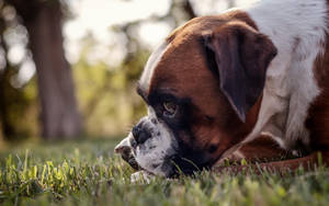 Boxer Dog Snout Grass Wallpaper