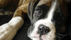 Boxer Dog White Snout Wallpaper