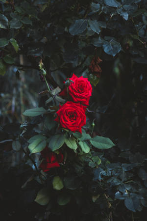 Branch Of Red Rose Hd Wallpaper