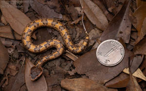 Brazil Mountain Viper False Cobra Wallpaper