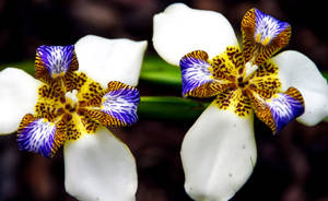 Brazilian Walking Iris Flowers Wallpaper