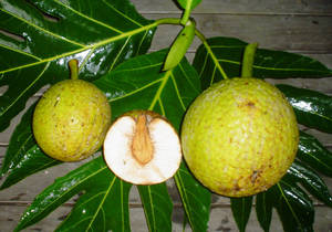 Breadfruit Different Sizes Wallpaper
