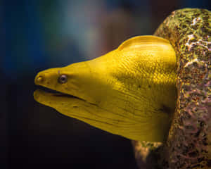 Breathtaking Close-up View Of Vibrant Moray Eel Wallpaper