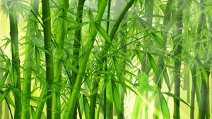 'breathtaking Green Bamboo In Its Natural Habitat' Wallpaper
