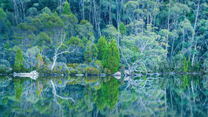 Breathtaking Mount Field Forest In Tasmania Wallpaper