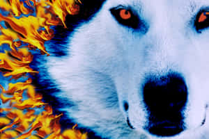 Breathtakingly Beautiful Fire And Ice Wolf In Motion Wallpaper