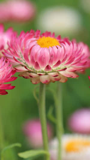 Breathtakingly Beautiful Wildflowers In Full Bloom Wallpaper