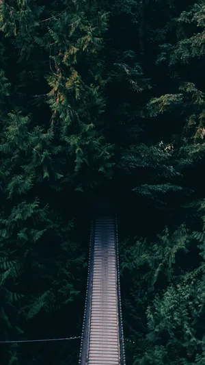 Bridge And Trees Android Wallpaper