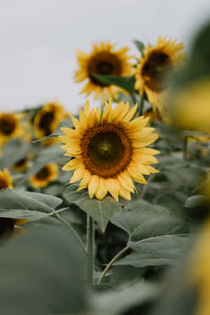 Bright And Cheery Yellow Sunflowers Are A Welcome Sight Of Summer. Wallpaper