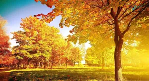 Bright Autumn Day Landscape Trees Scenery Wallpaper