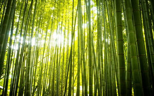 Bright Bamboo Hd Wallpaper