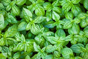 Bright Basil Herb Close Up Shot Wallpaper