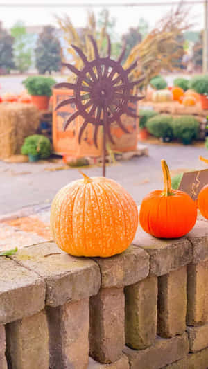 Bright-colored Pumpkins In Cute Autumn Iphone Wallpaper