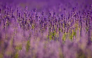 Bright Green And Lavender Desktop Wallpaper
