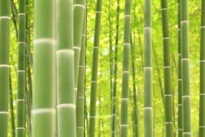 Bright Green Bamboo Bush Wallpaper