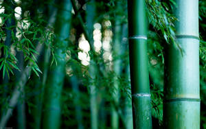 Bright Green Bamboo Hd Wallpaper
