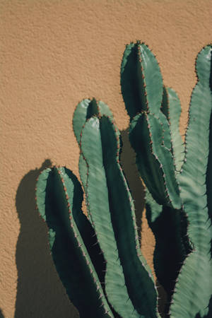 Bright Green Cactus On A Beige Wall Wallpaper